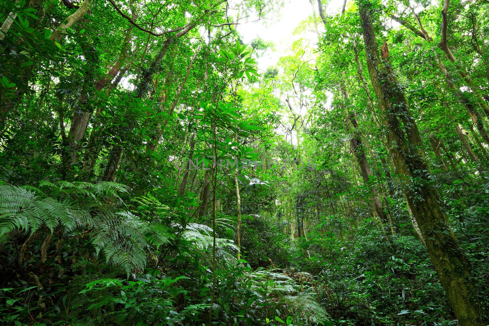 green forest