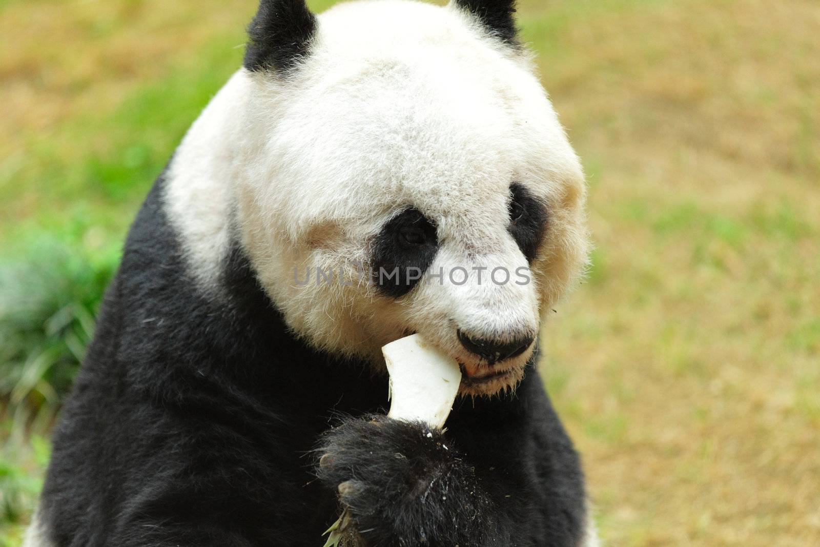 panda