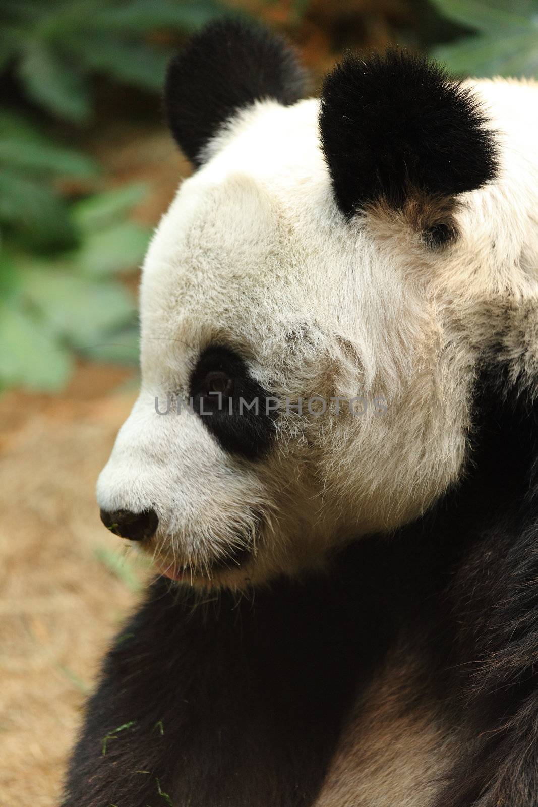 panda