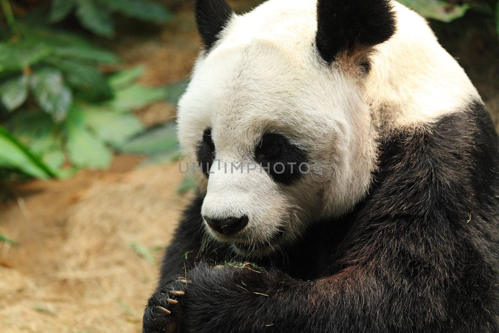 panda