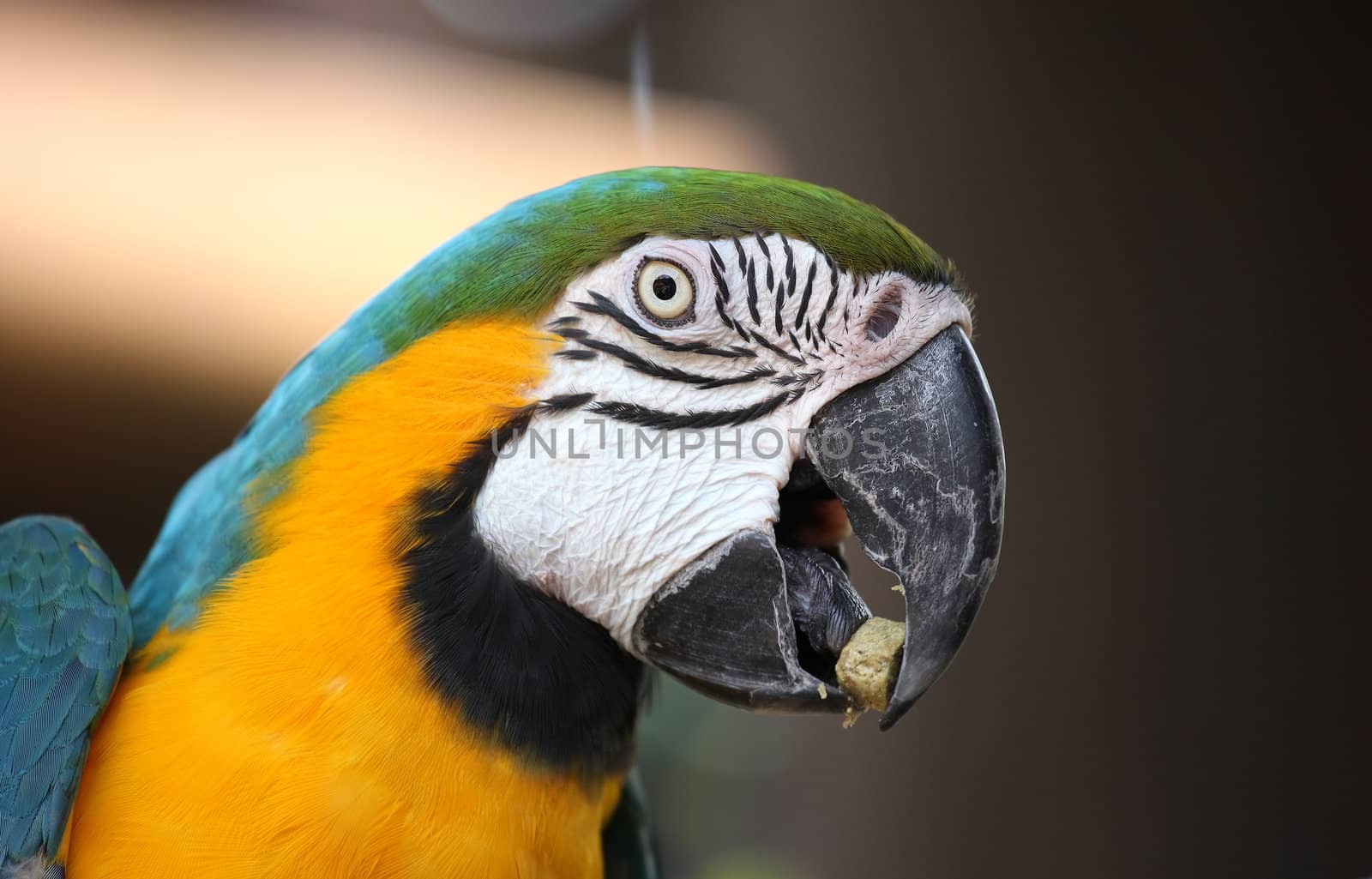 Macaw parrot