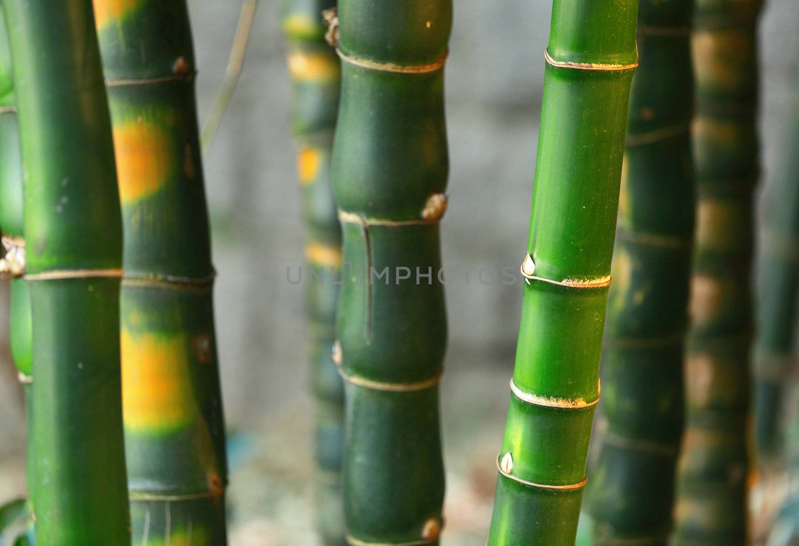 bamboo