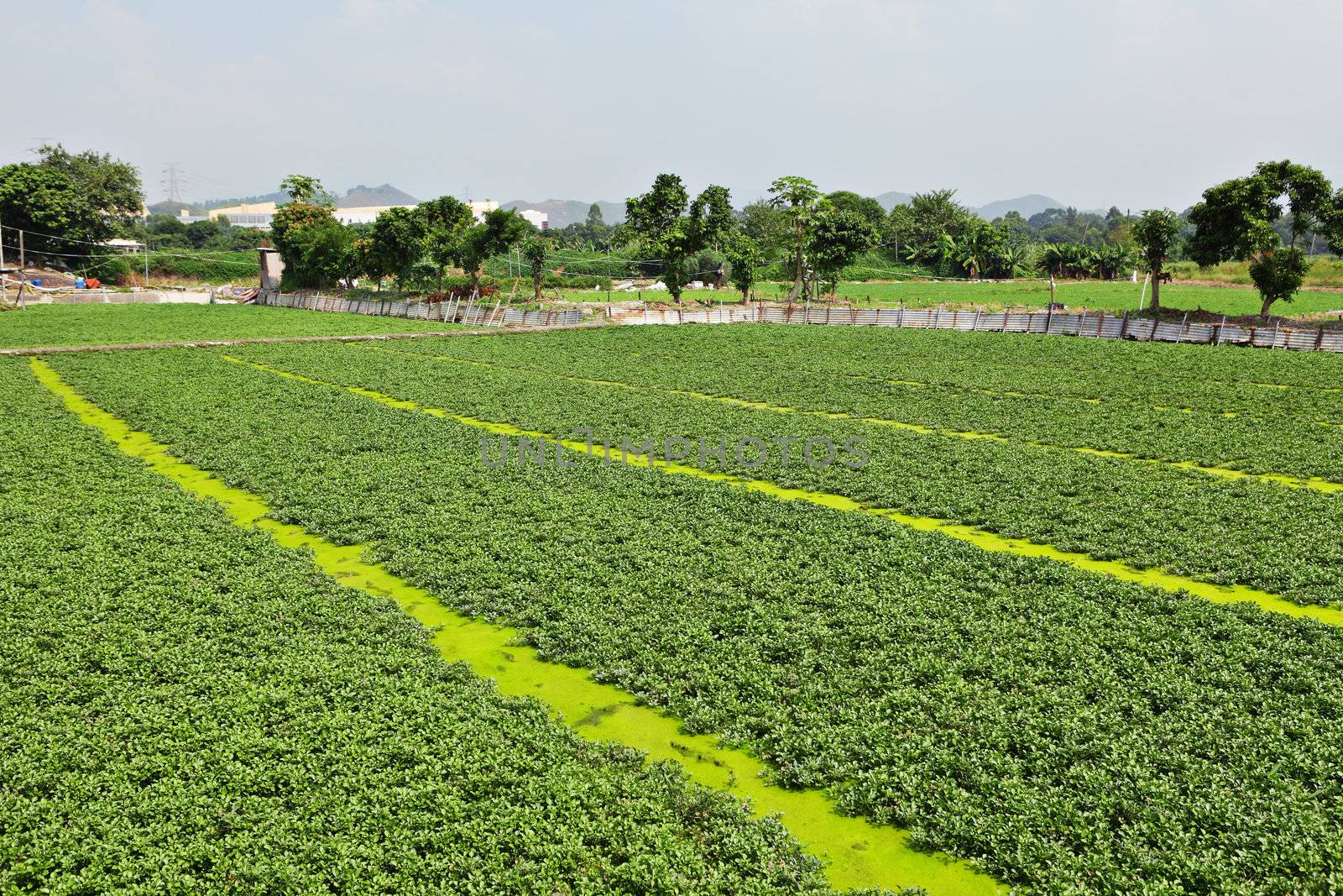 farm field