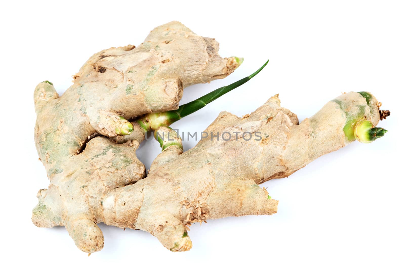 ginger over white background