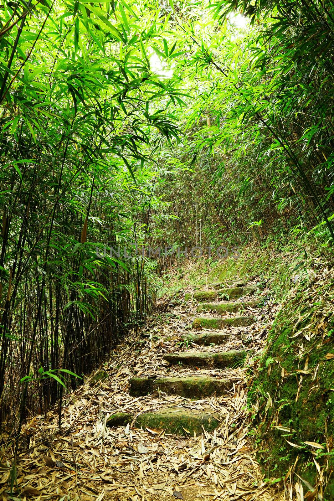 path in bamboo forest