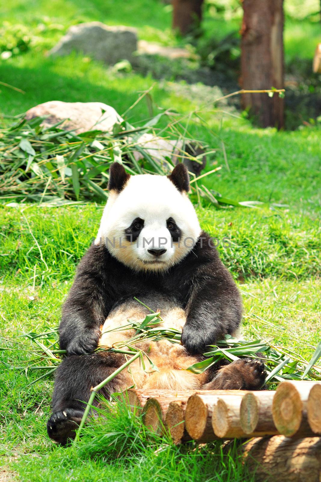 panda