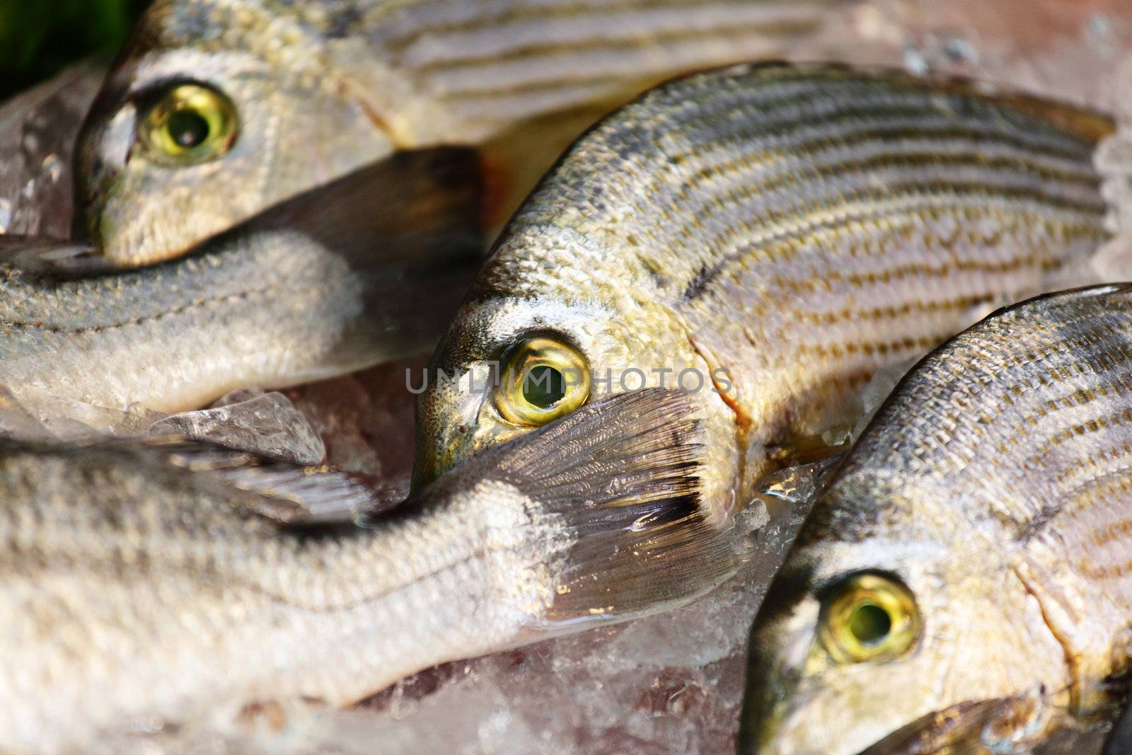 fish for sale