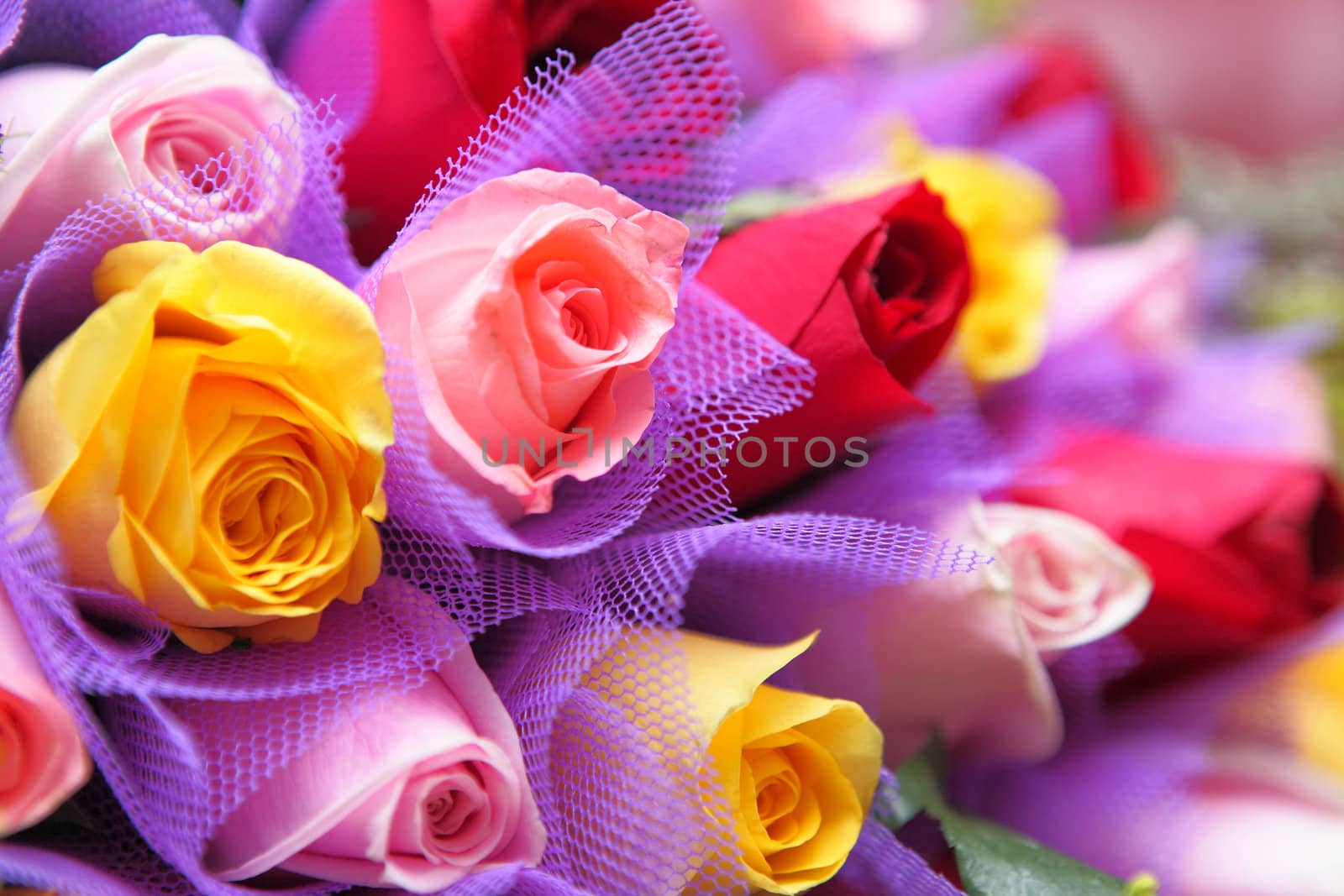 colourful rose