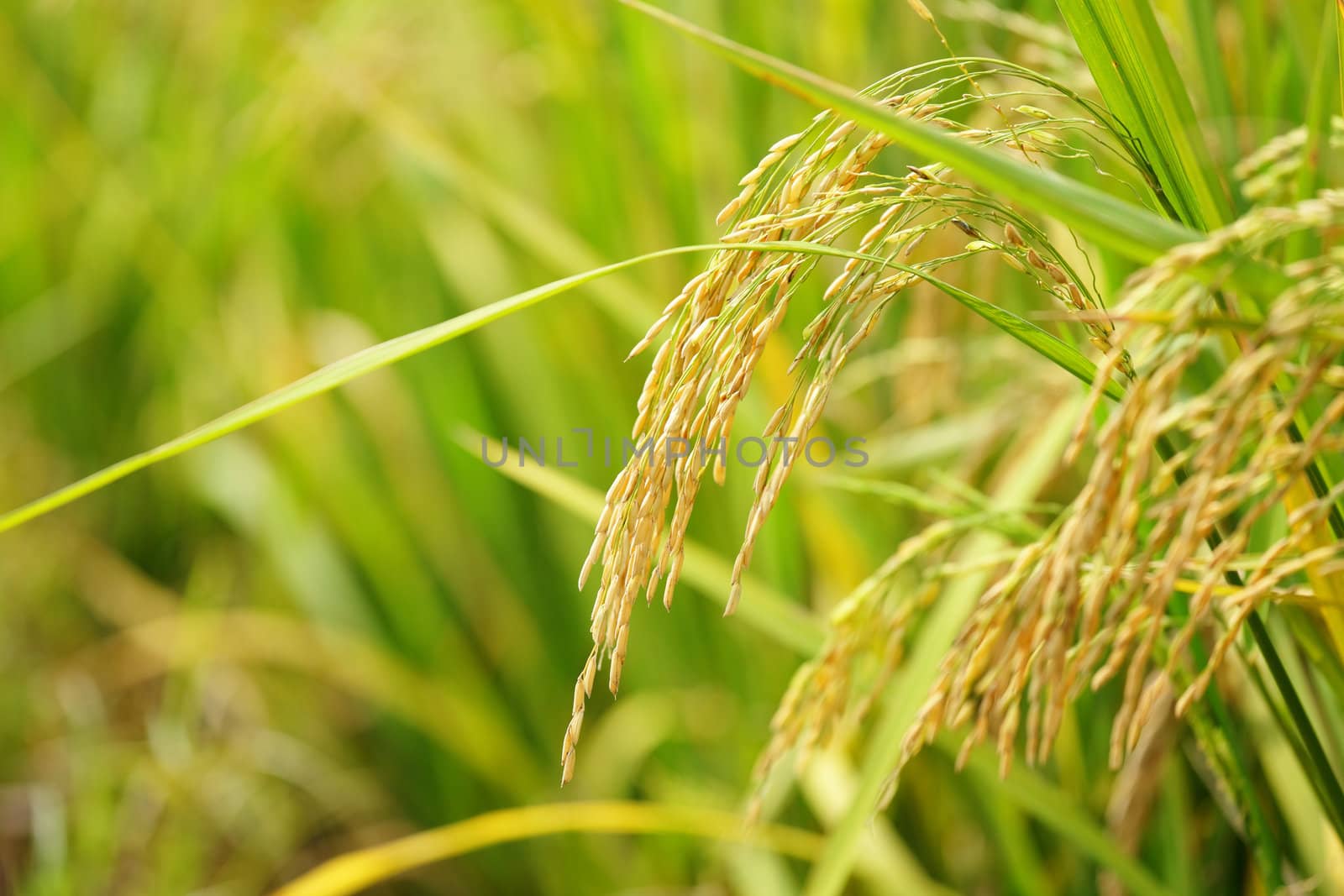 Paddy Rice