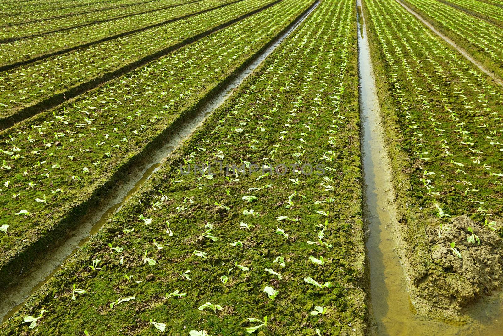 farm field