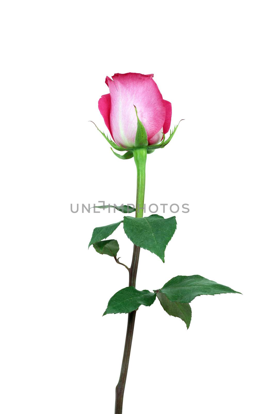 Red rose isolated on white with clipping path