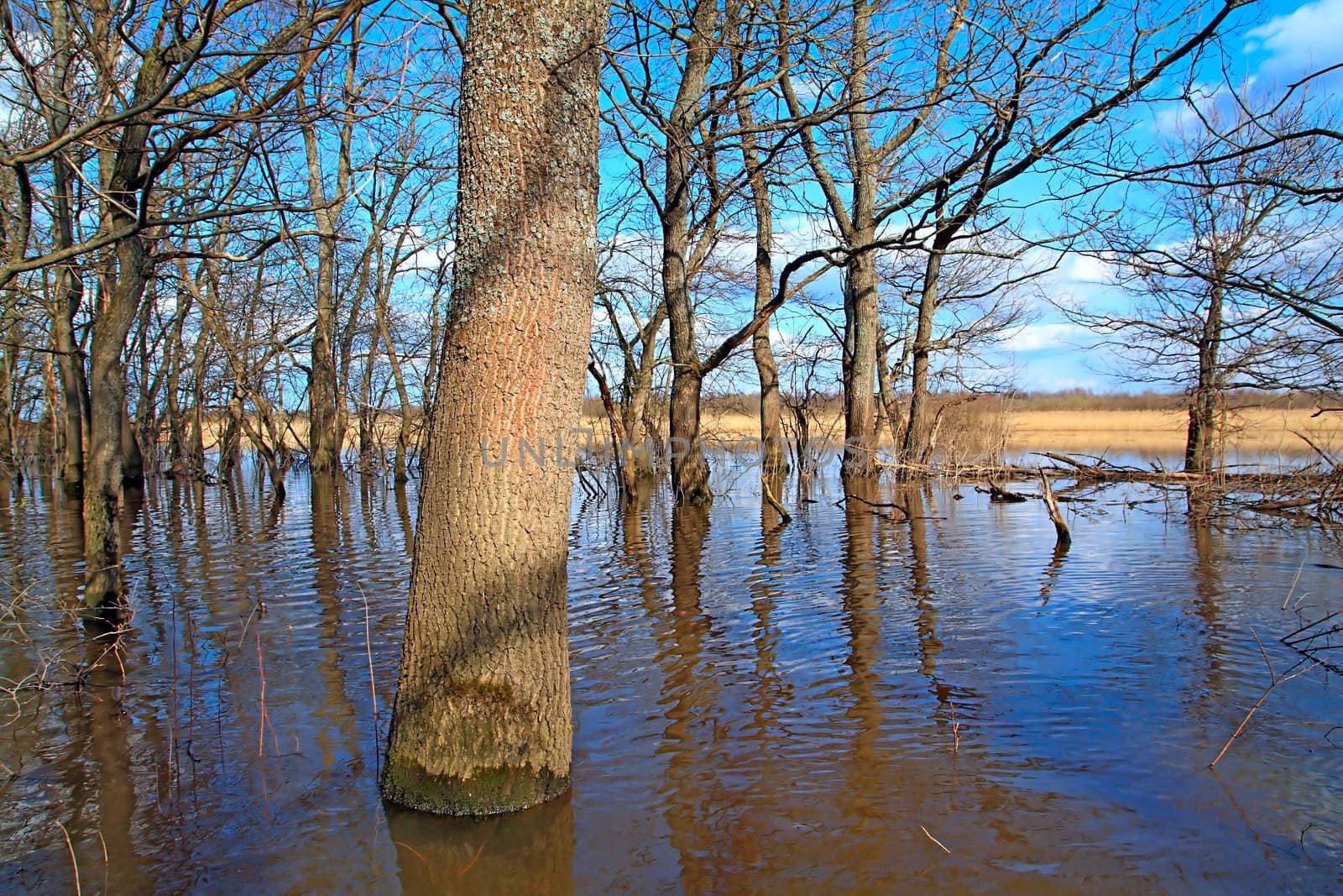 flood in oak wood by basel101658