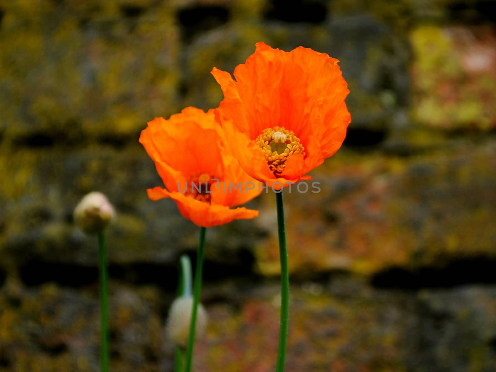 poppy, flower, nature, macro, landscape,