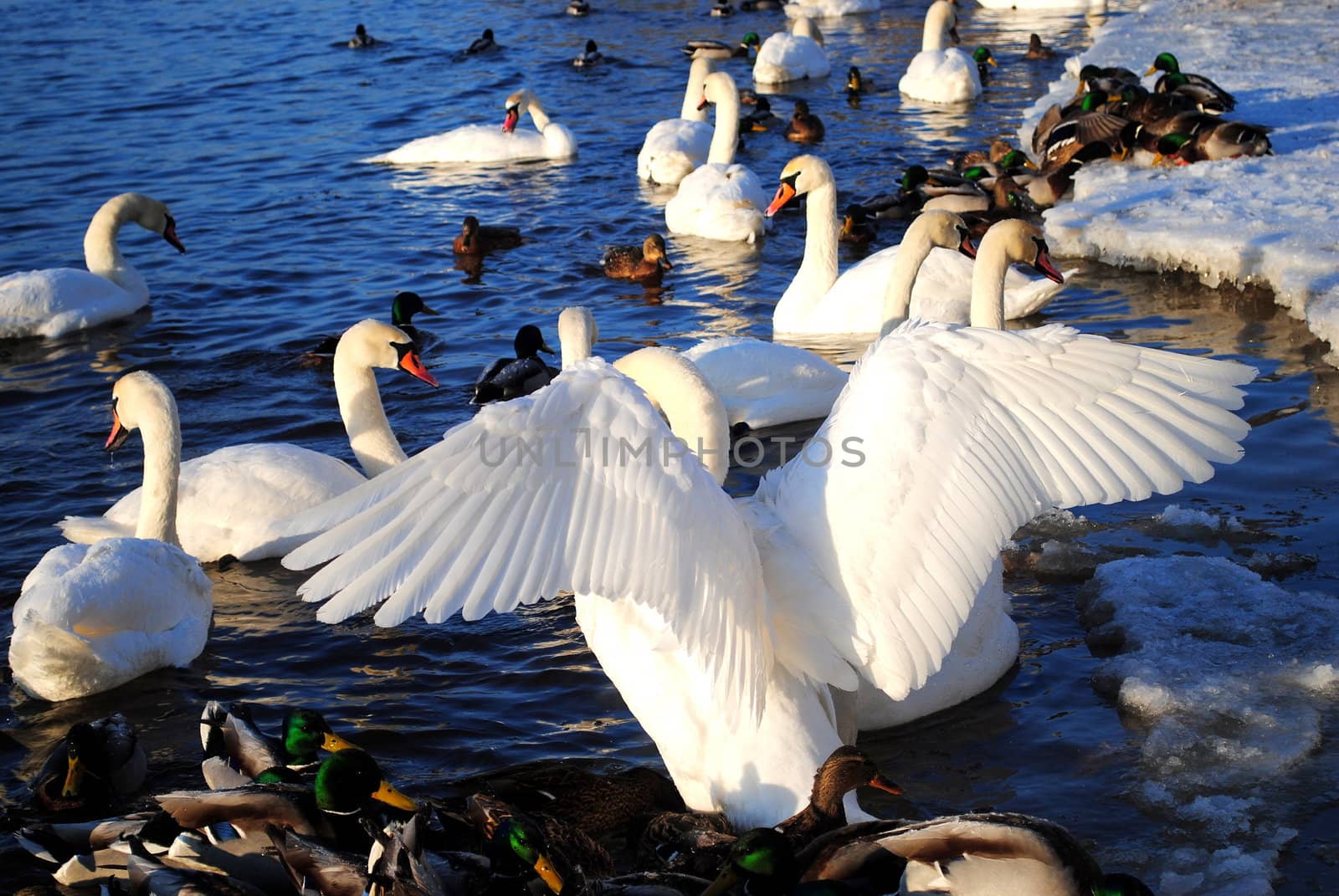 swans in the river