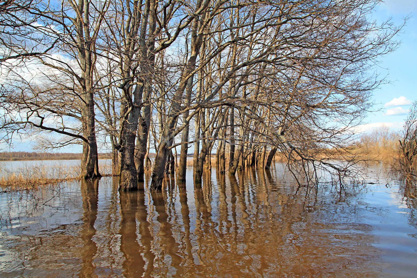 flood in oak wood by basel101658