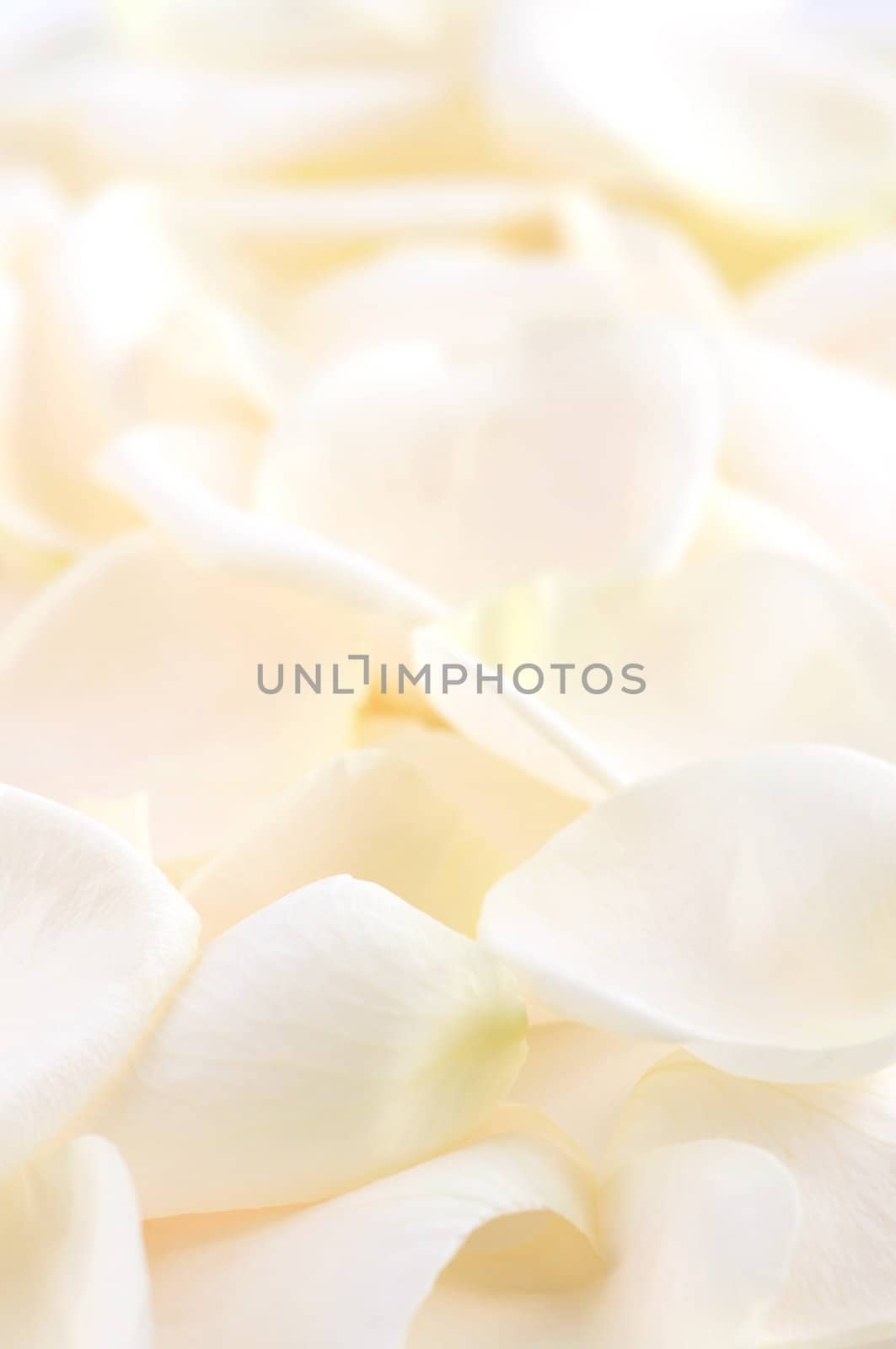 Abstract background of fresh pale rose petals