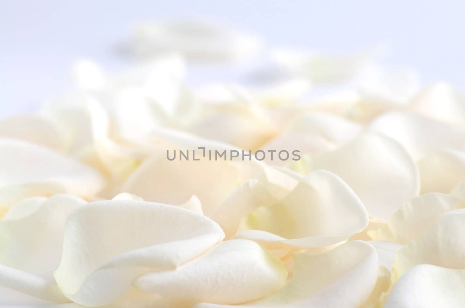 Abstract background of fresh pale rose petals