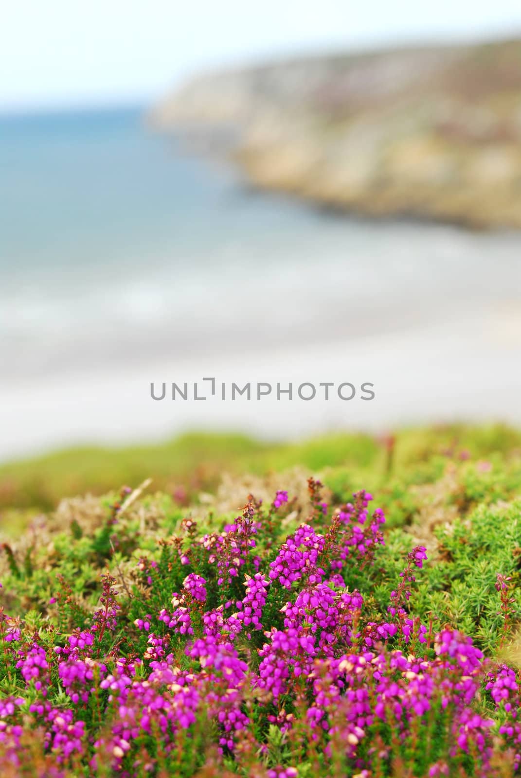 Heather blooming at the Atlantic ocean coast in Brittany, France