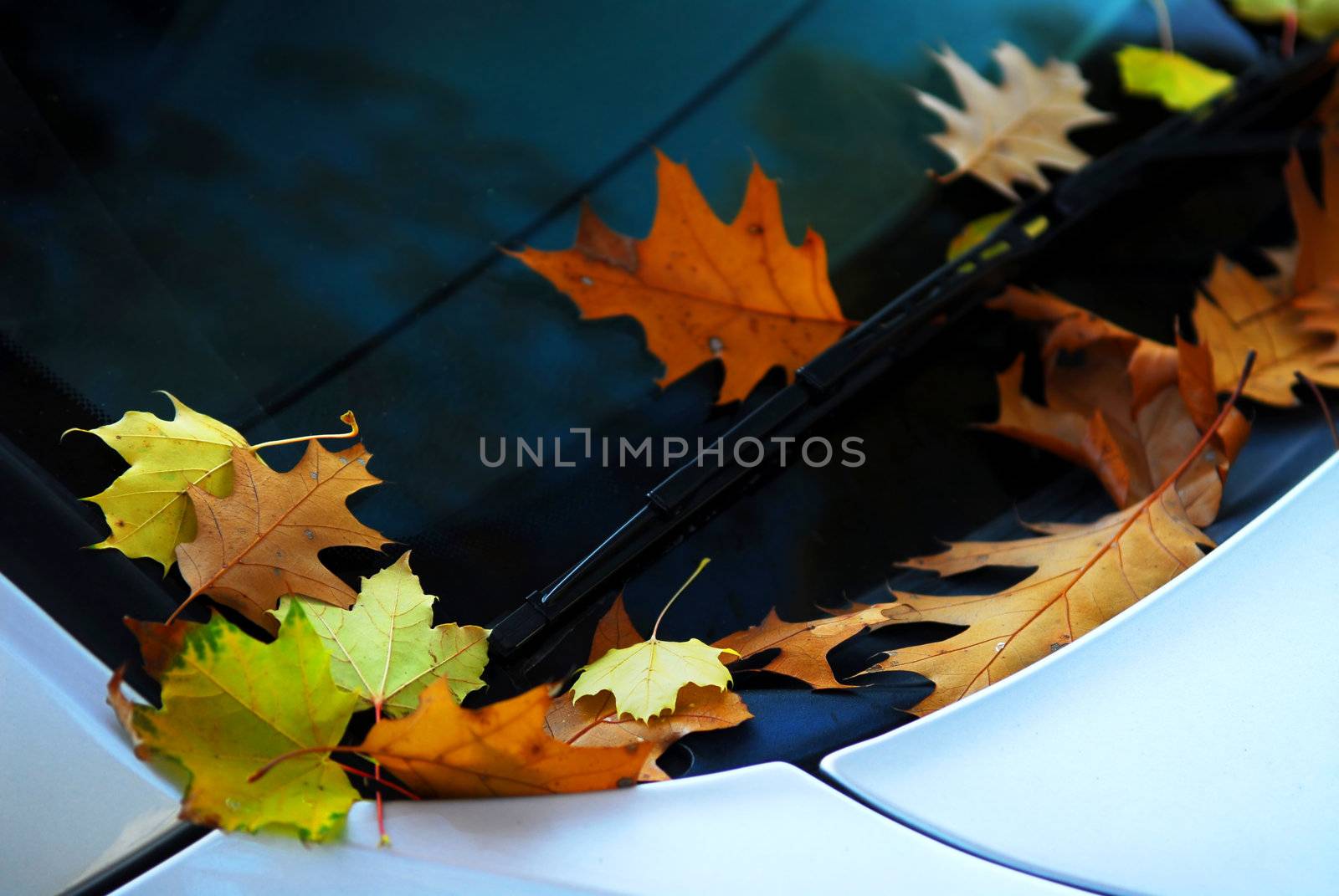 Fall leaves on a car by elenathewise