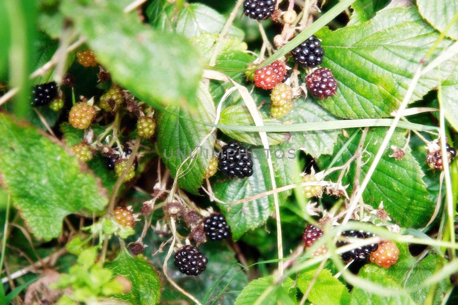 some wild blackberries in the irish countryside