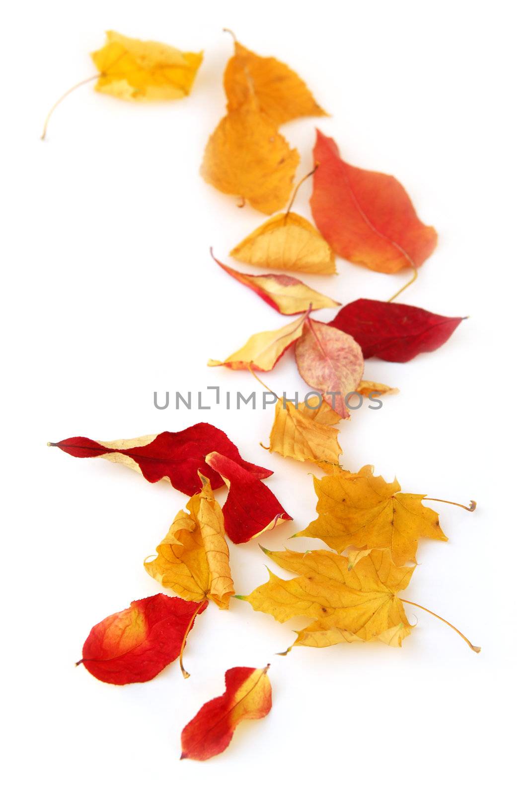 Autumn leaves by elenathewise
