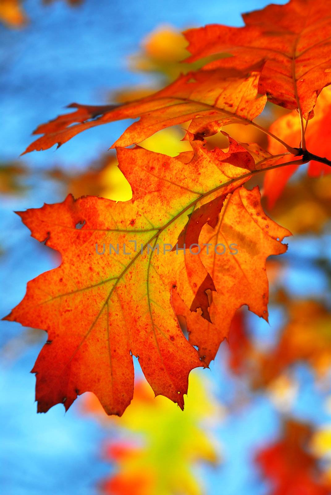 Fall oak leaves by elenathewise