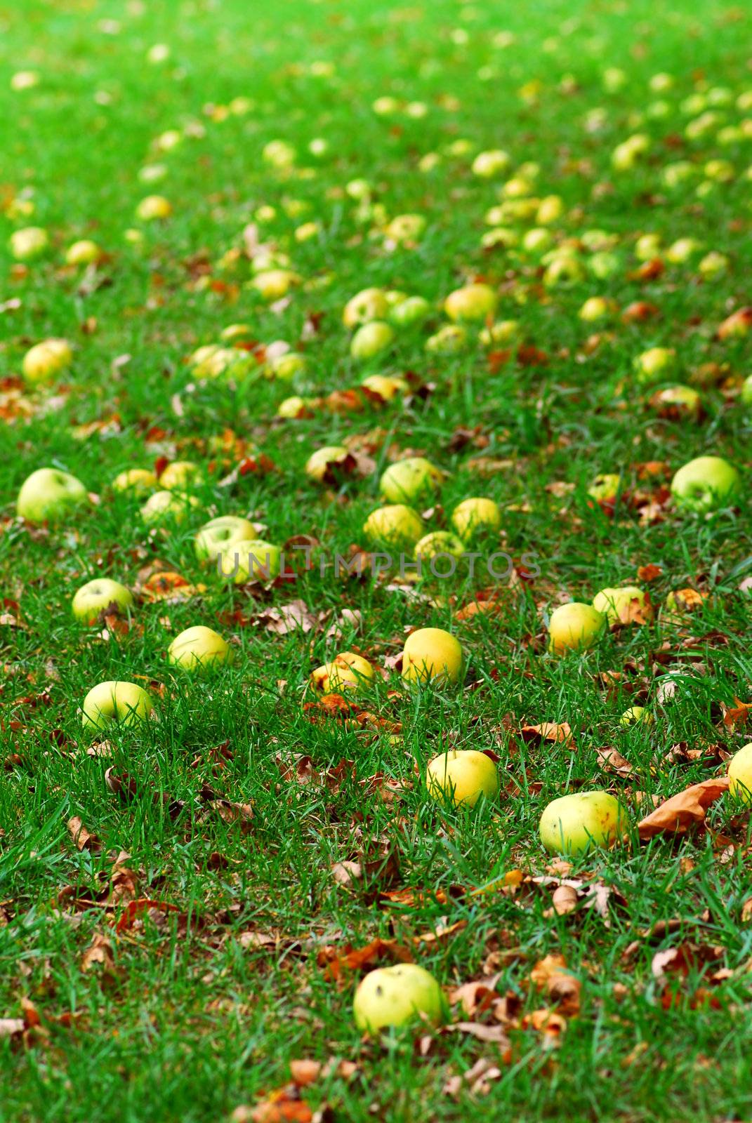 Fallen apples under a tree in an orchard