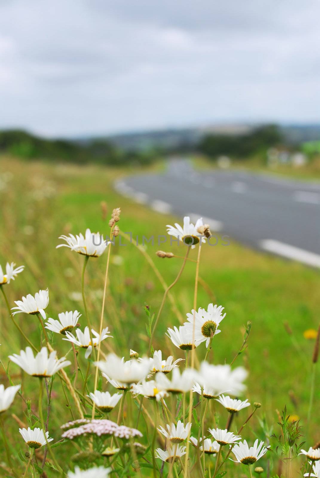 Wild daisies blooming on the side of a rural road in Brittany, France