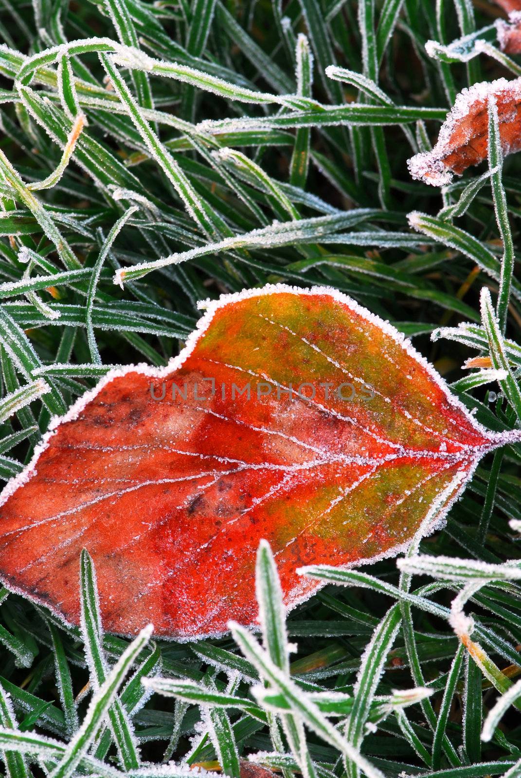 Frosty red fallen leaf lying on frozen grass on a cold fall morning