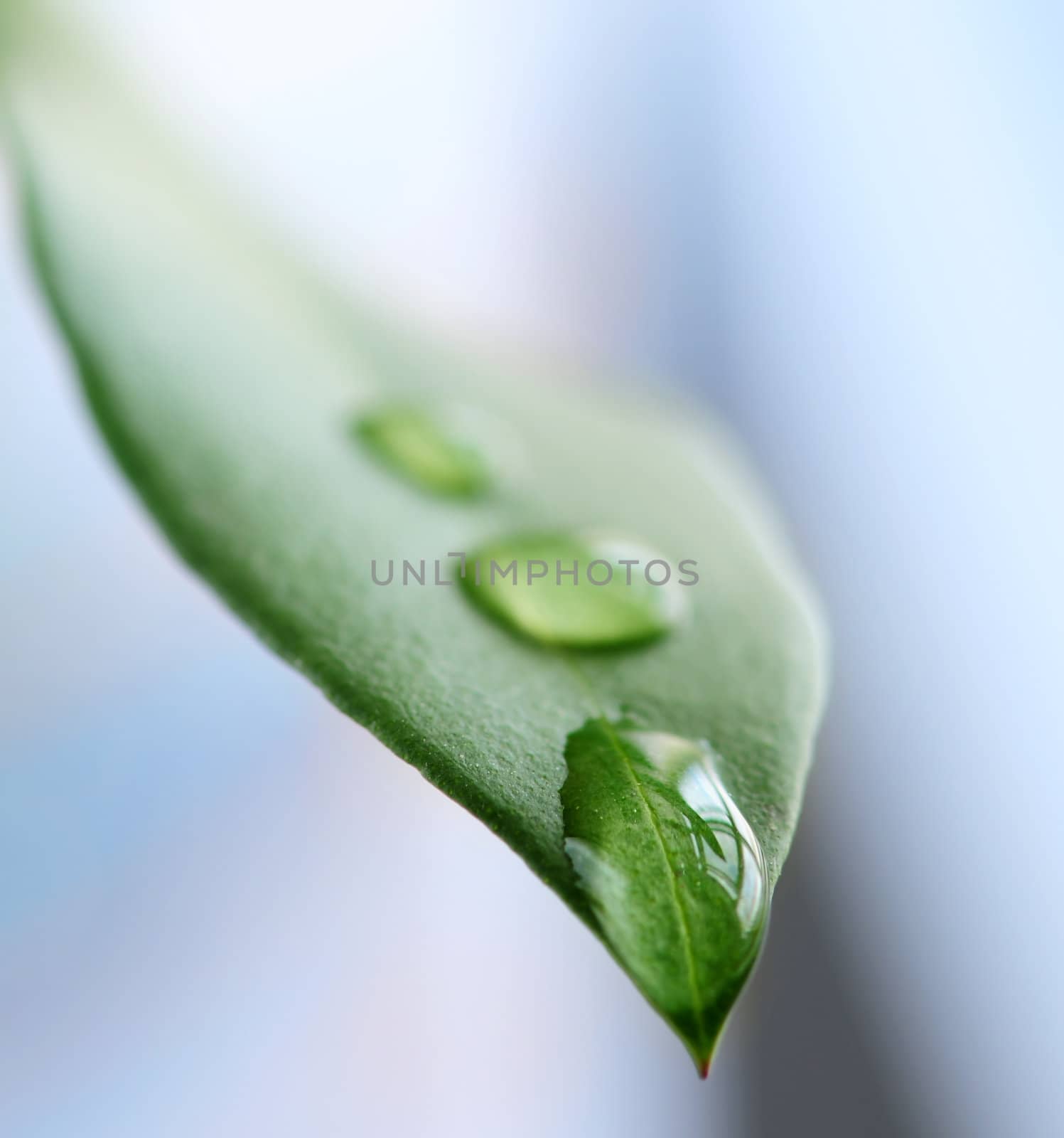 Green leaf with water drops by elenathewise