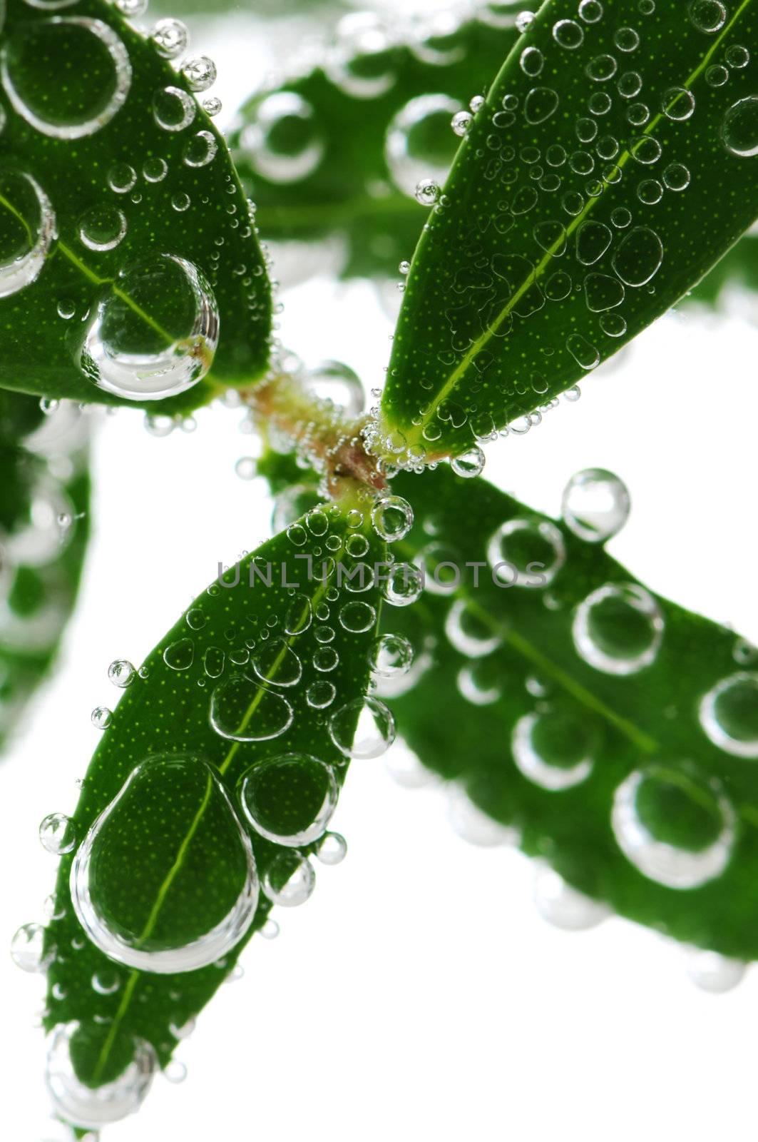 Green leaves of a plant submerged in water with air bubbles