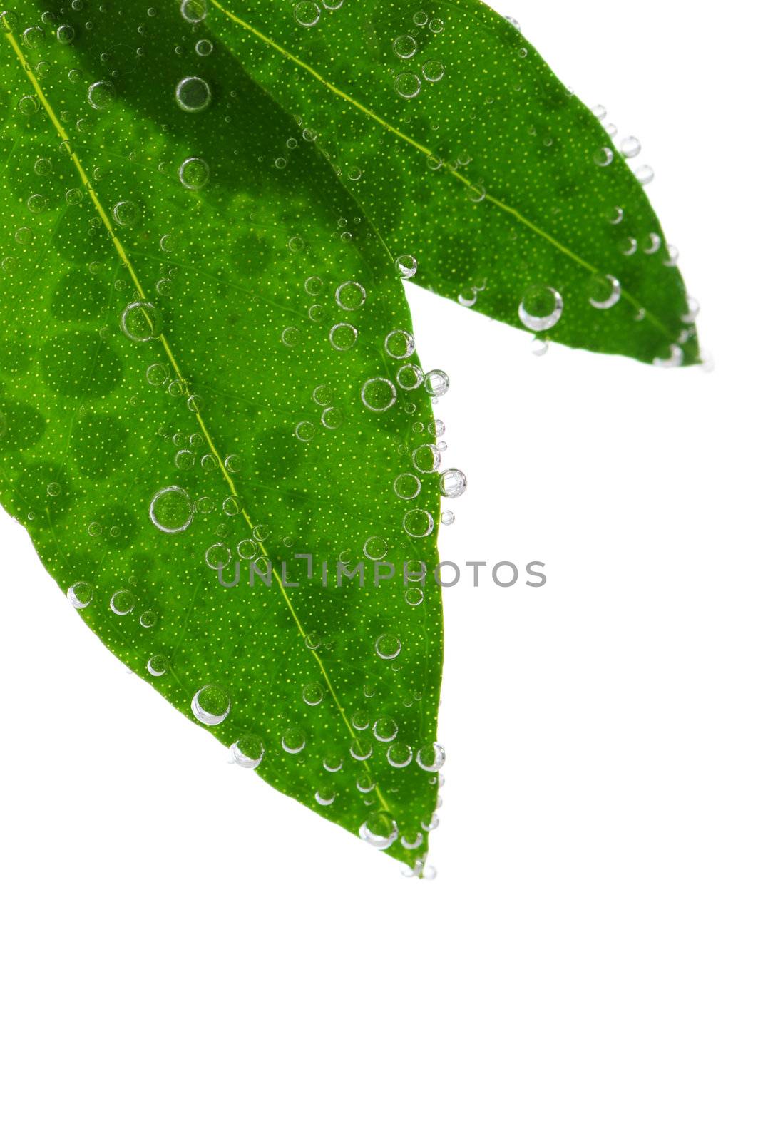 Green leaves of a plant submerged in water with air bubbles