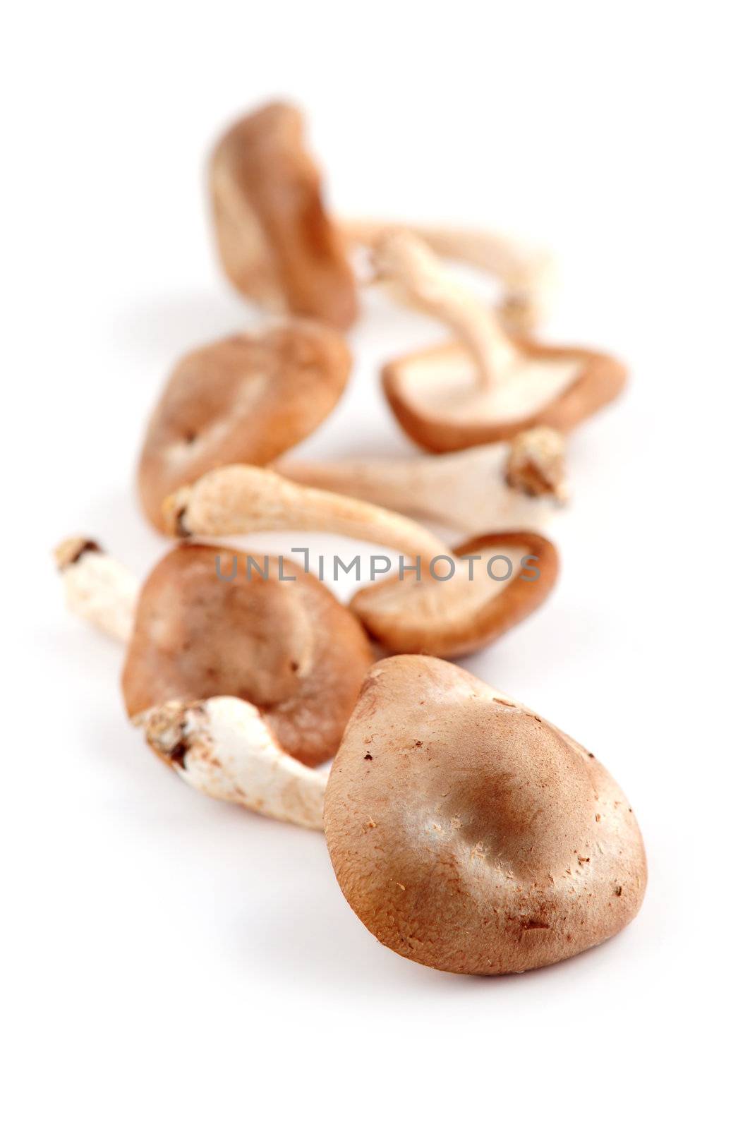 Several fresh shiitake mushrooms isolated on white background