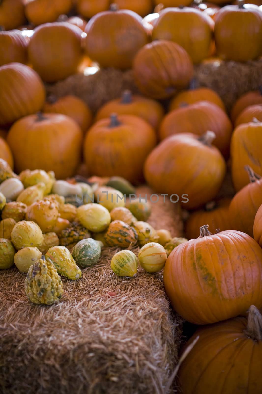 pumpkin patch by bellemedia
