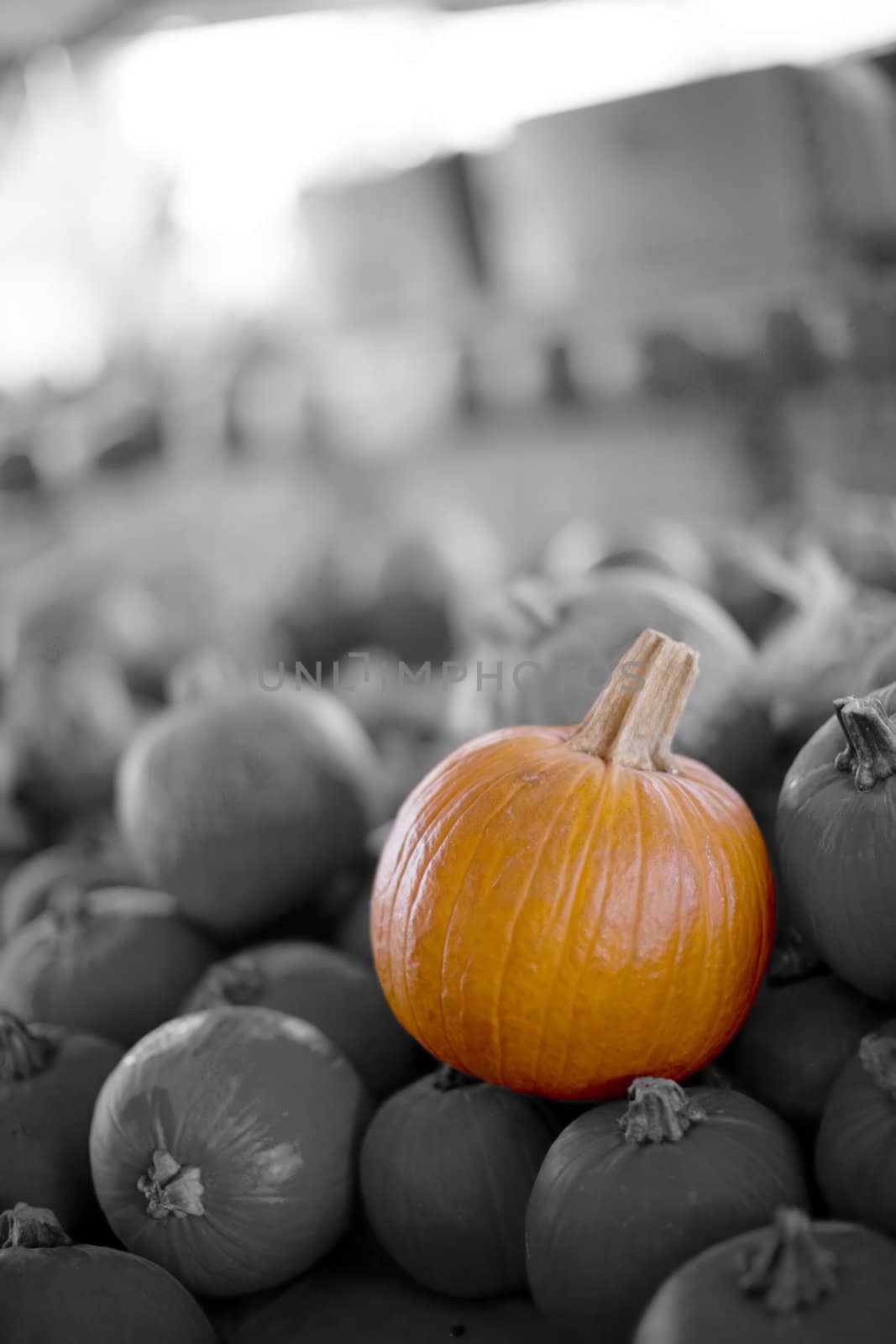 pumpkin patch by bellemedia
