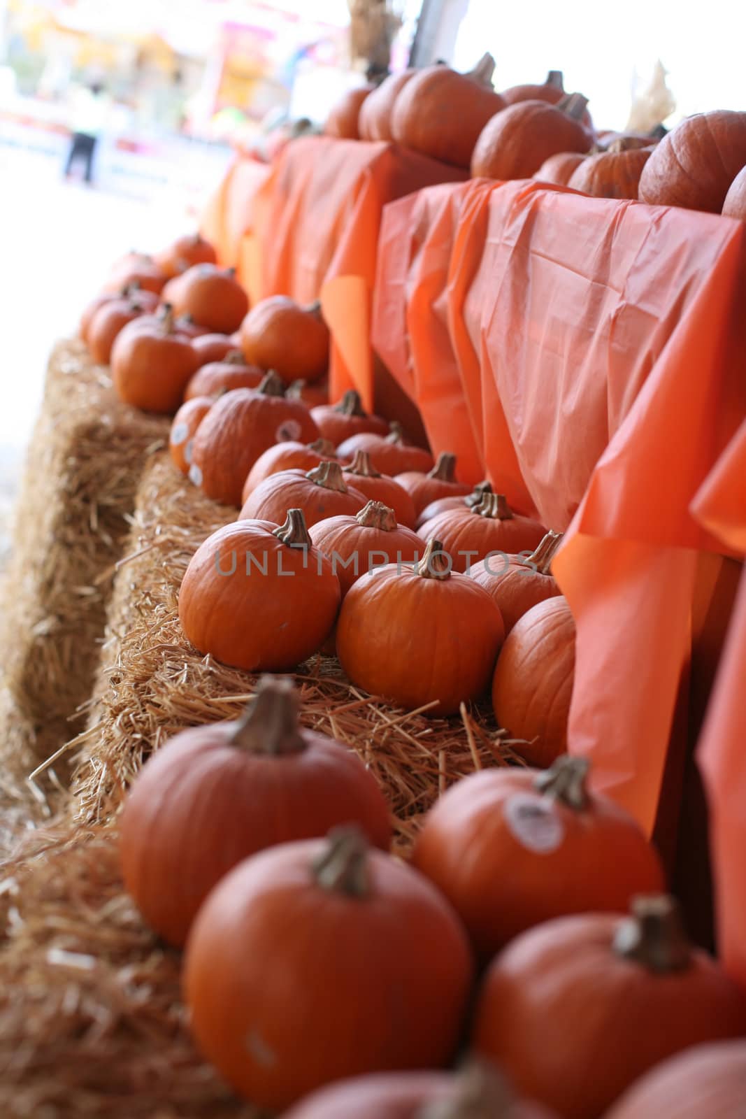 pumpkin patch by bellemedia