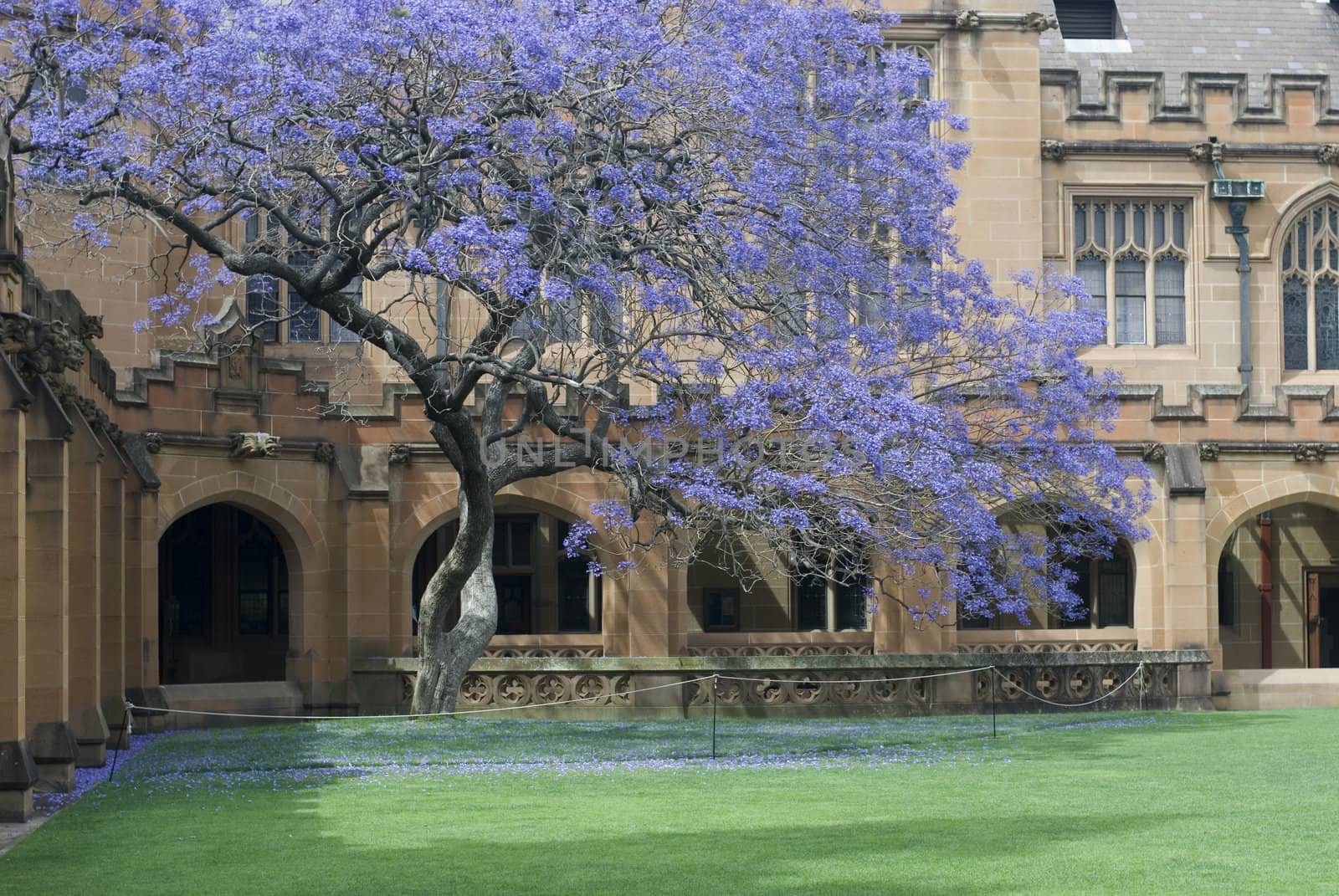Sydney University Quadrangle by stockarch
