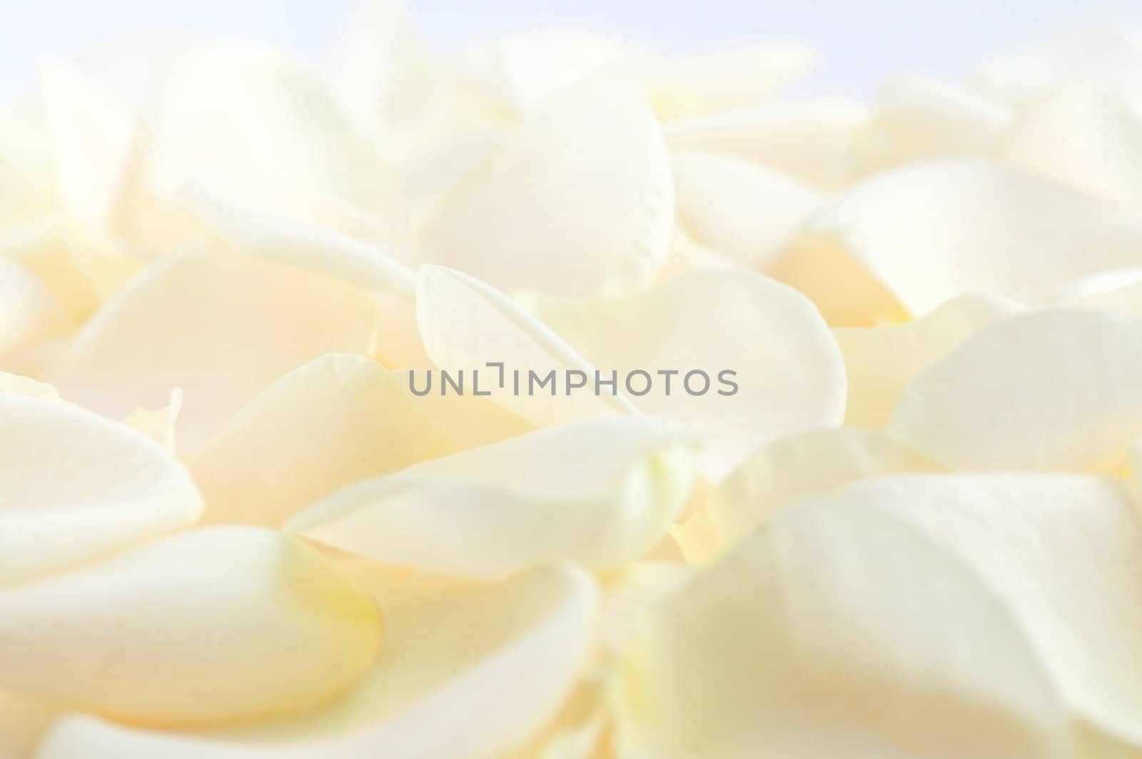 Abstract background of fresh pale rose petals