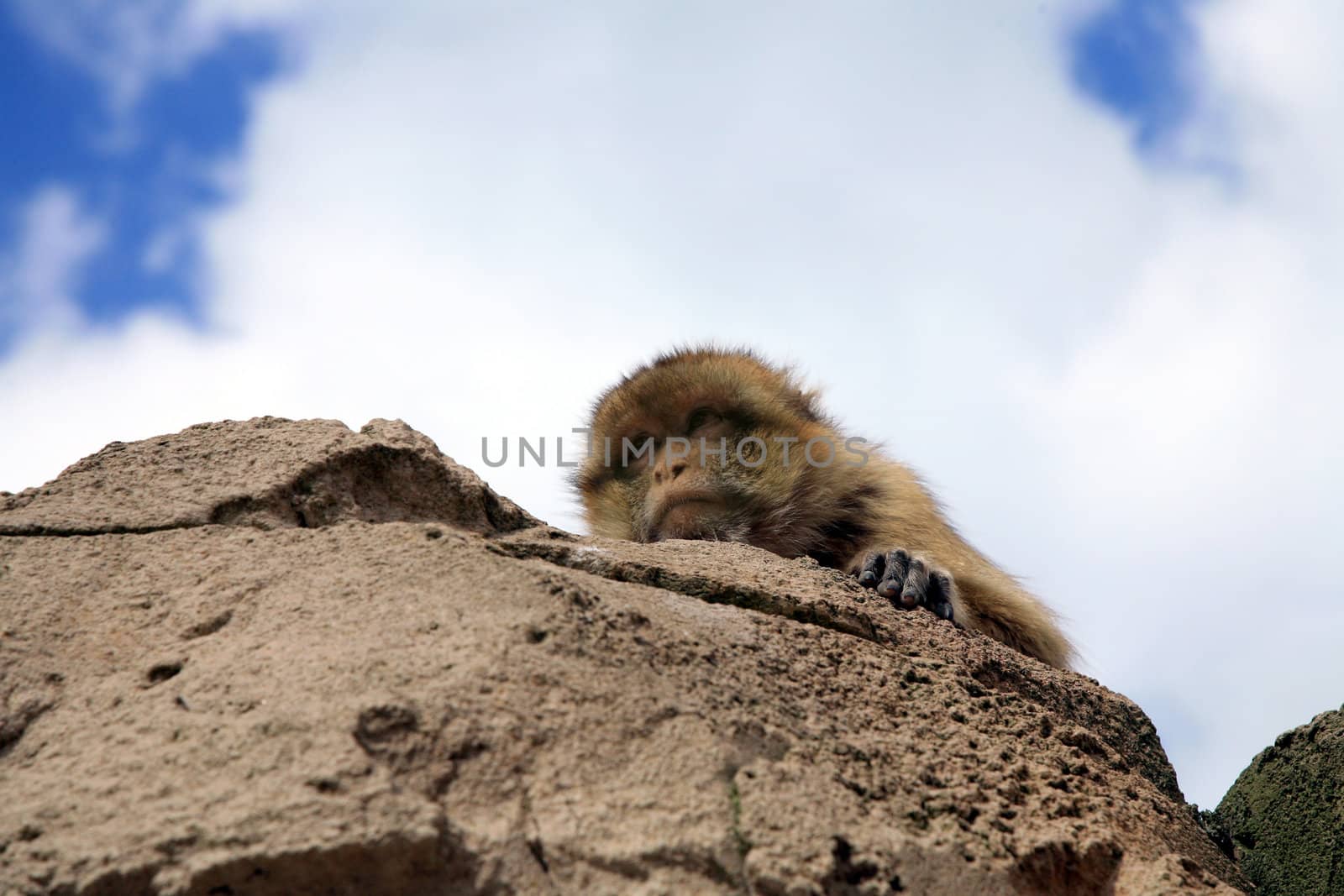 Macaque lying on rock and looking down. 