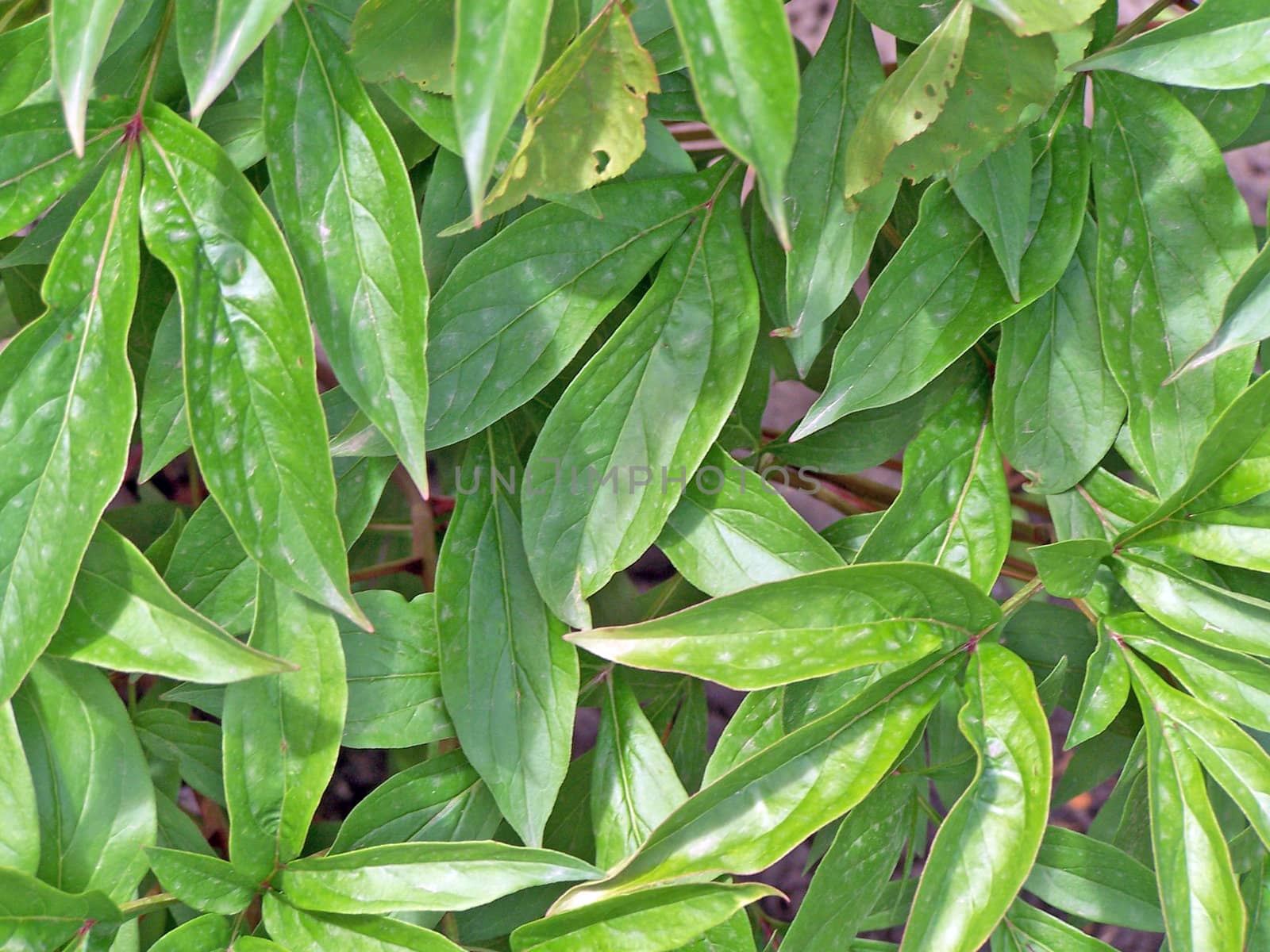 Close up of the peony green leaves