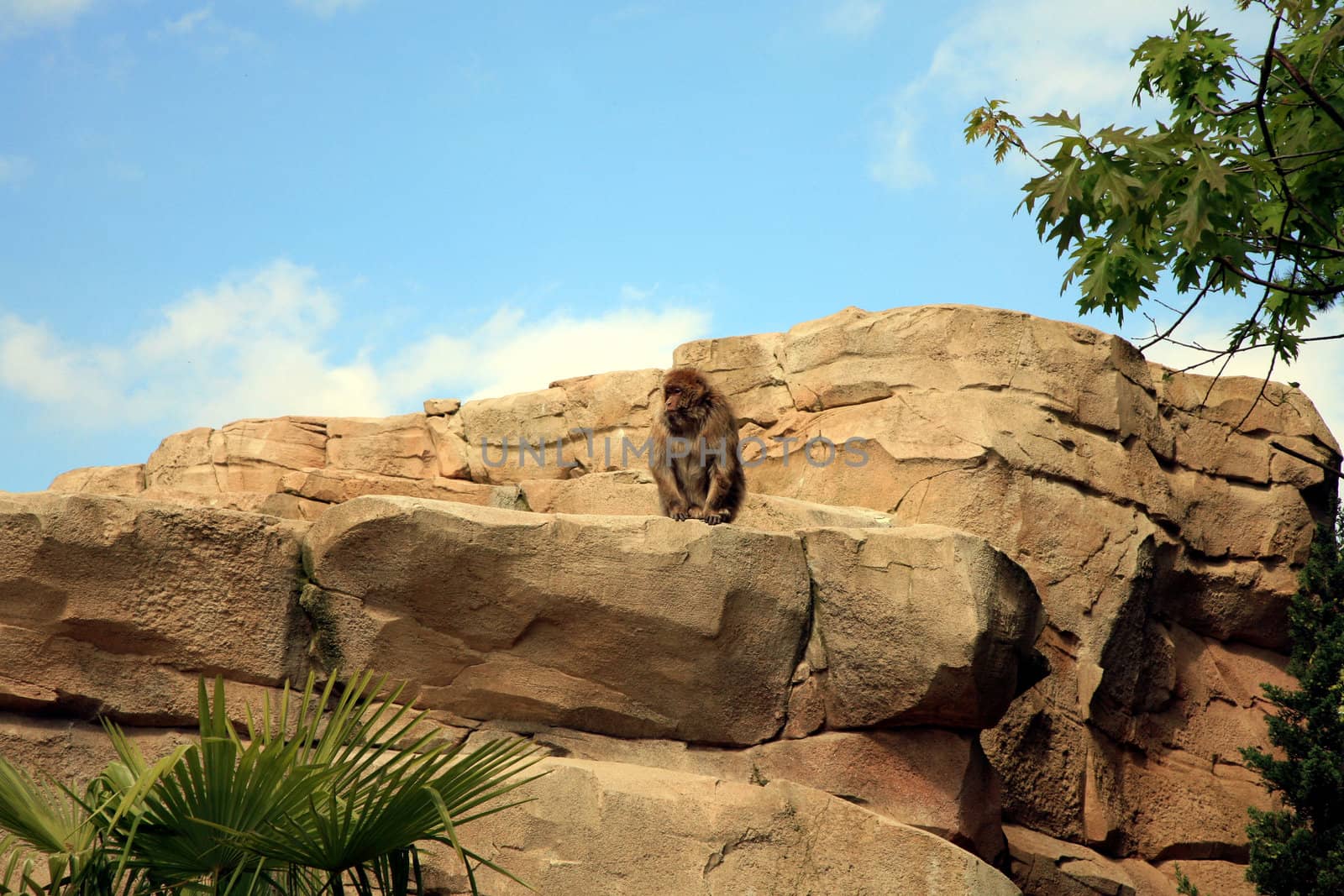 The macaque on rock is guarding one's herd