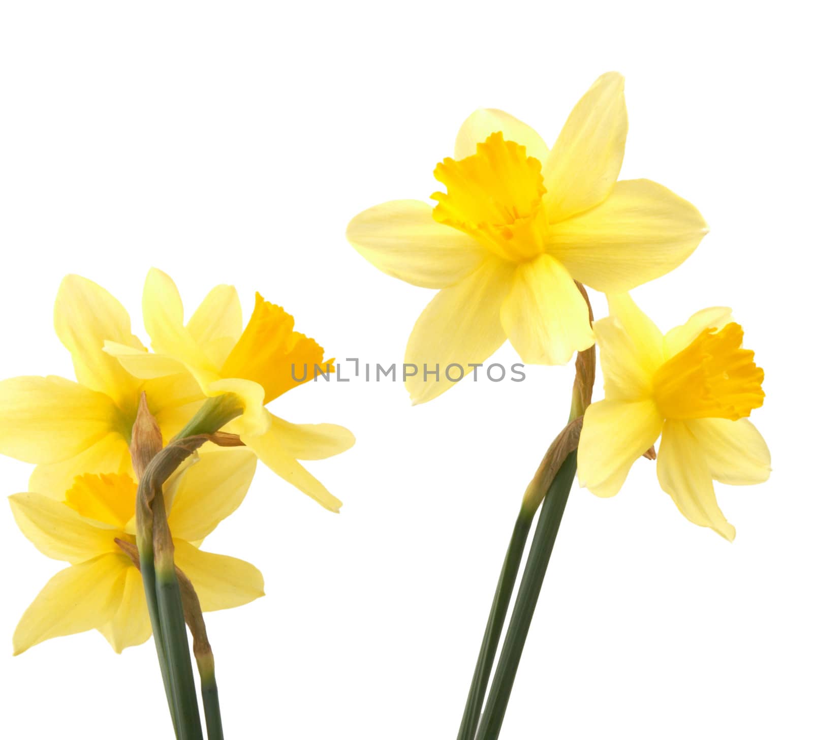 Spring flowers - narcissuses by holligan78