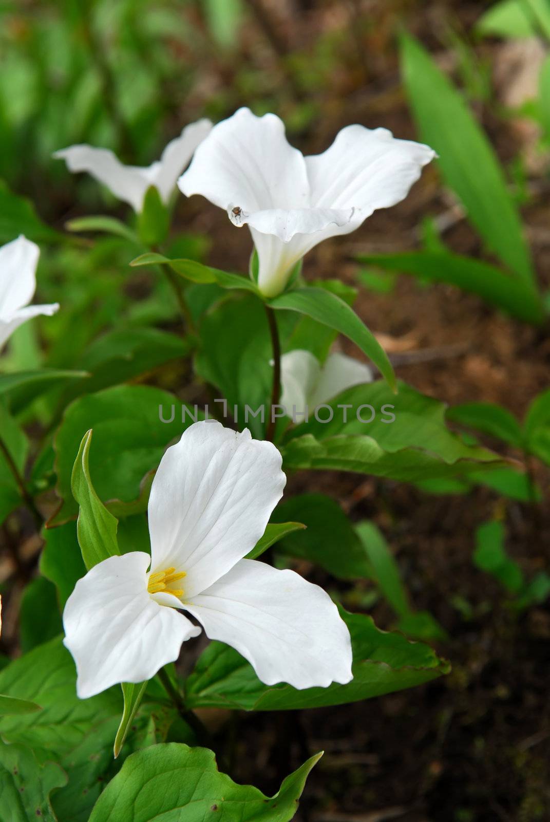 White Trillium blooming in woodlands -  Ontario provincial flower