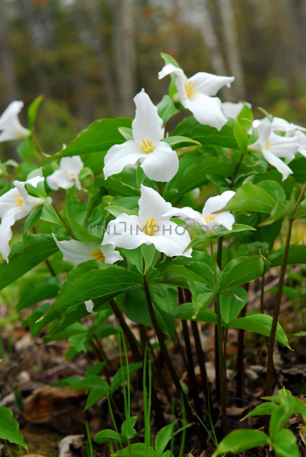 White Trillium by elenathewise