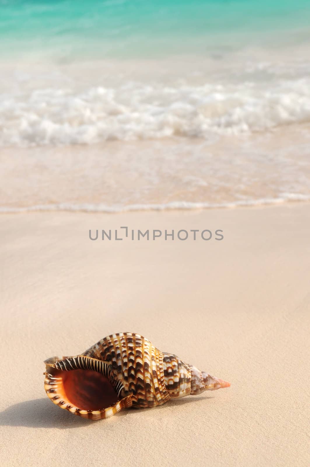 Seashell and ocean wave on sandy tropical beach