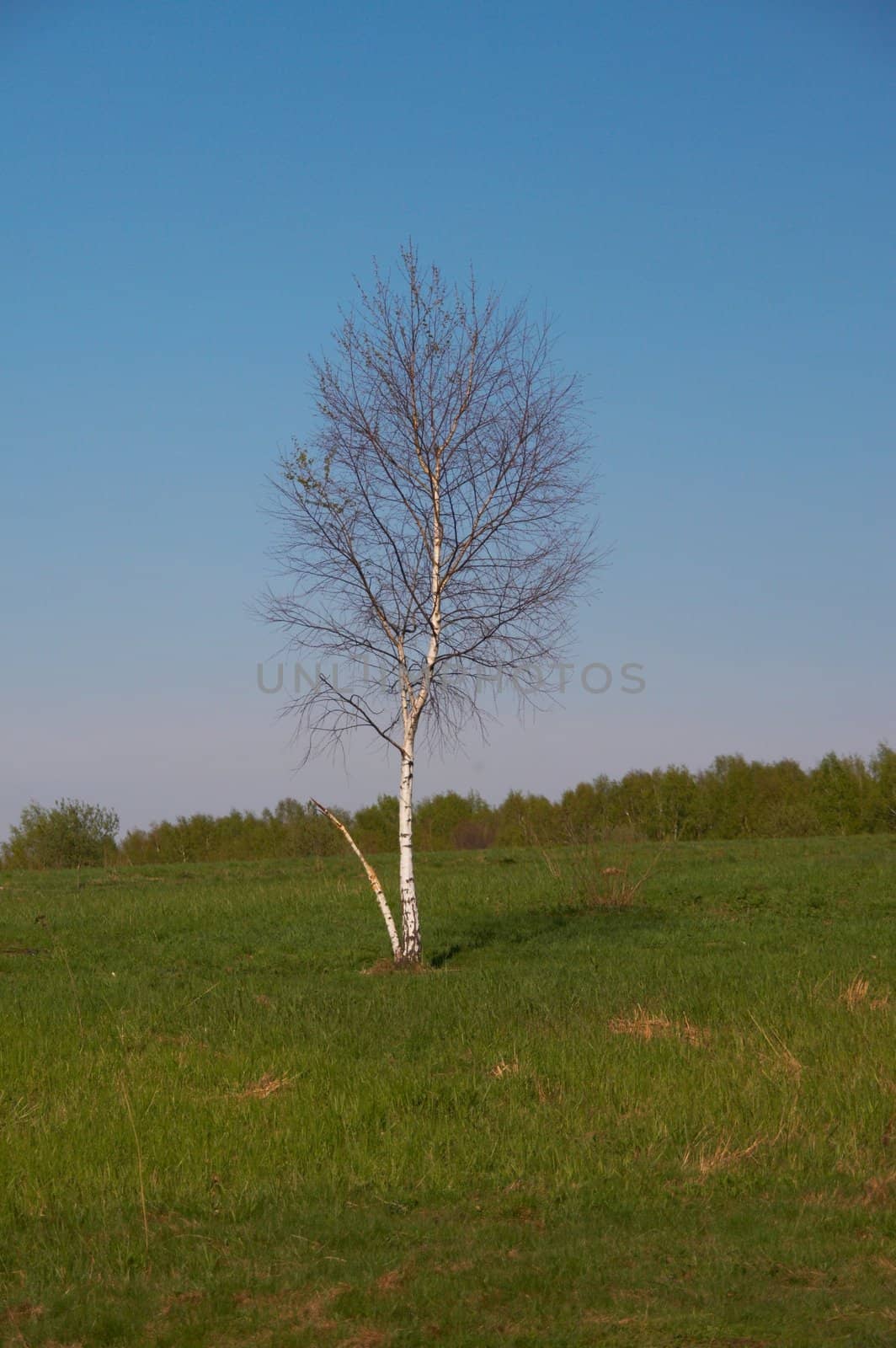 Tree on a background of a grass and the blue sky