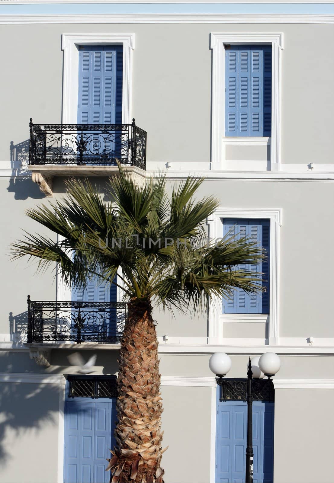 plam tree classic style and elegant architecture