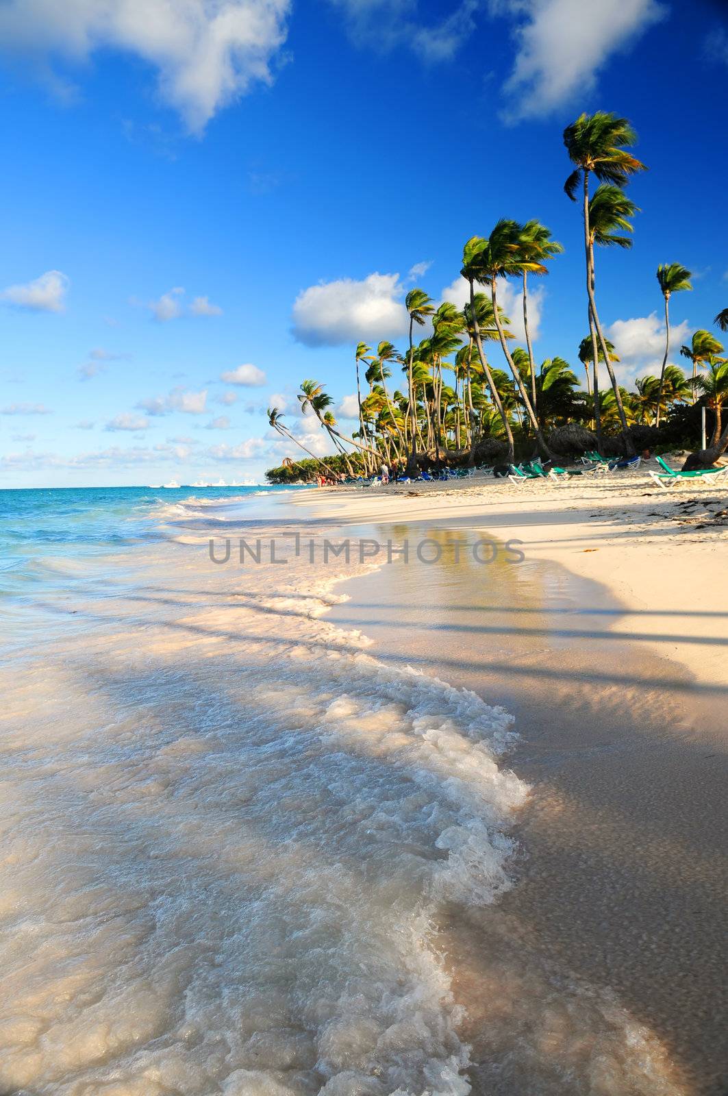 Tropical sandy beach with palm trees in Dominican republic