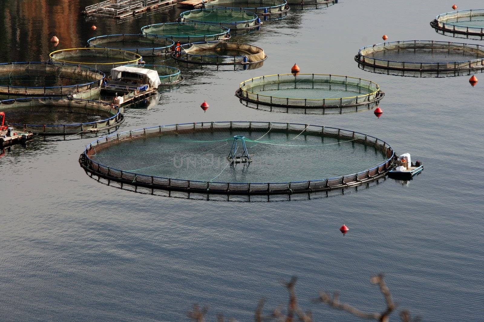 fish farm plant  nature and industry concepts