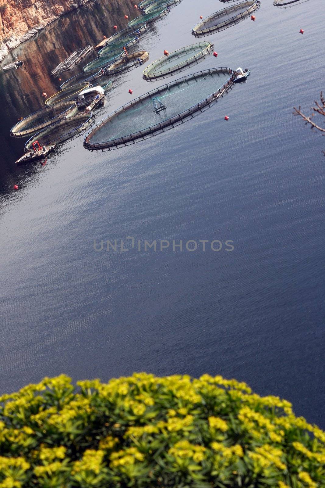 fish farm plant and flowers nature and industry